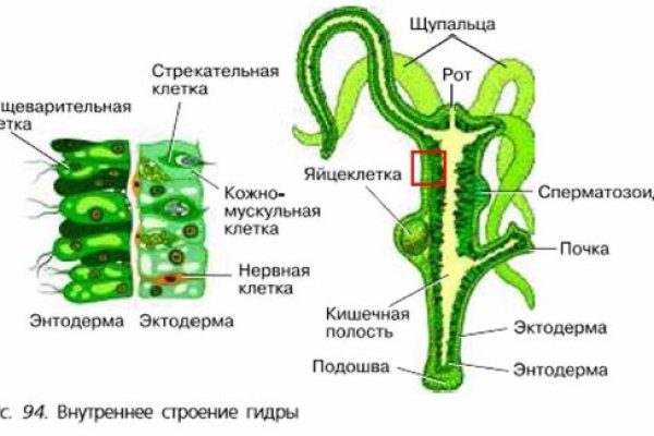 Кракен телегрф