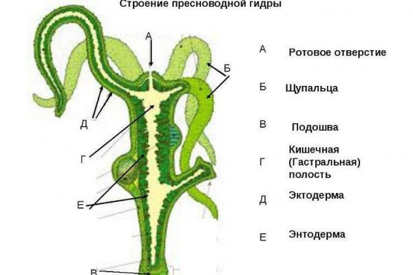 Кракен нов