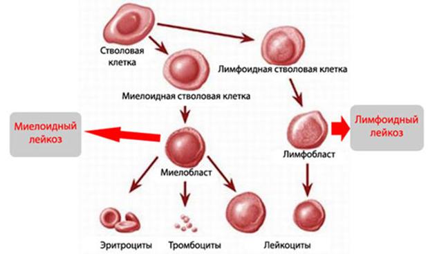 Ссылка на кракен tor