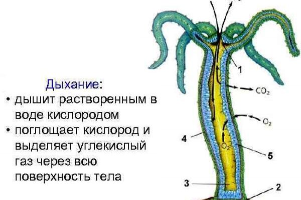 Кракен 16 даркнет продаж