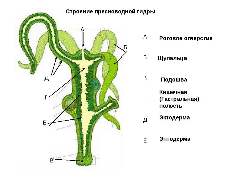 Где взять ссылку кракена