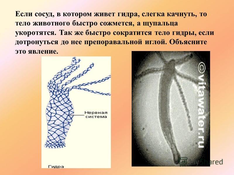 Кракен оф сайт